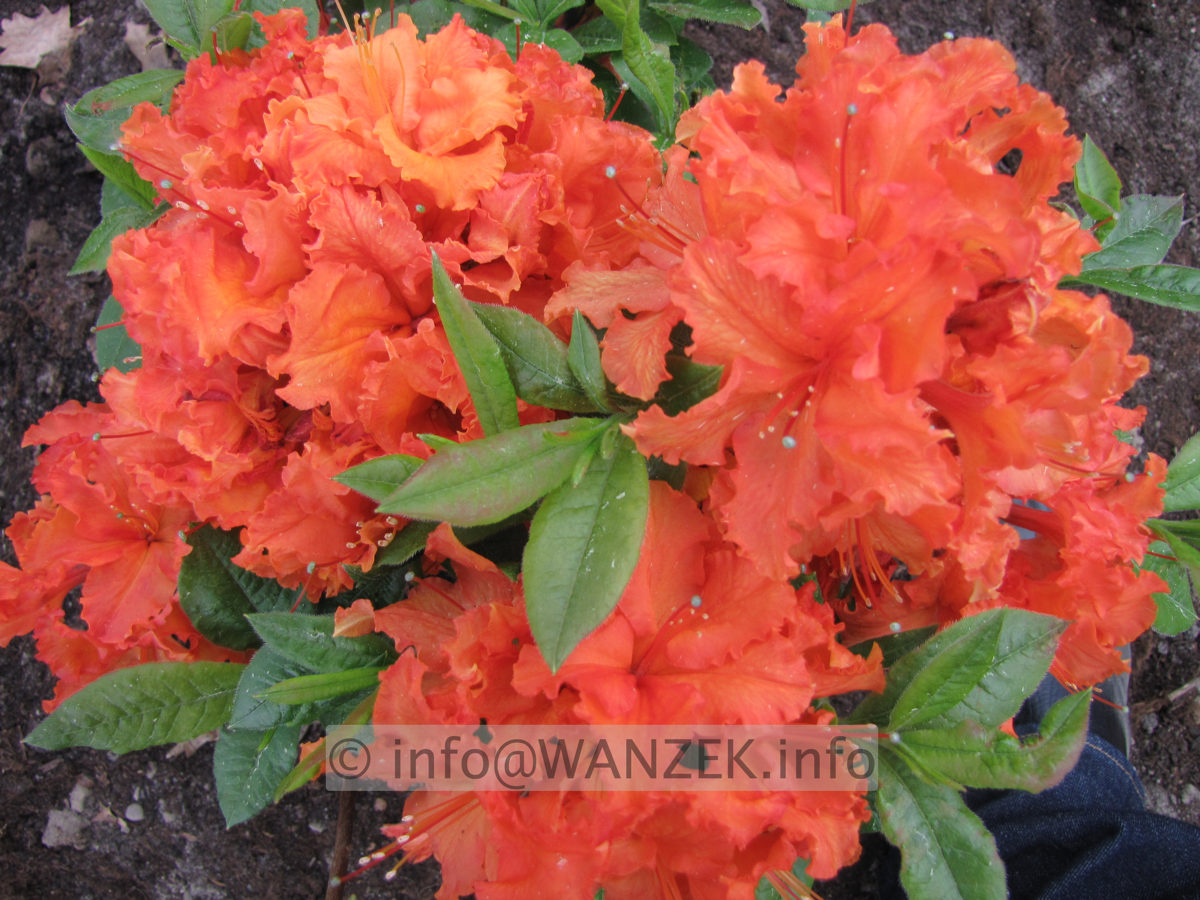 Azalea knaphill Gibraltar - Blueten nah.JPG